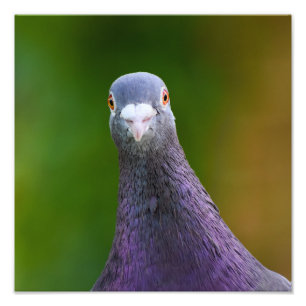 Impression Photo Pigeon A L'Air Inquisiteur