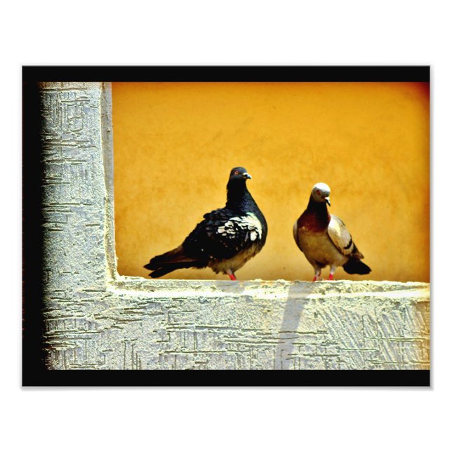 Impression Photo Pigeon Love (Devant)