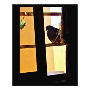 Impression Photo Pigeon paisible