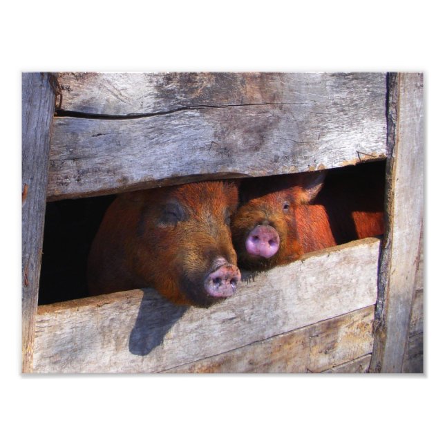 Impression Photo Piggies d'observation de la paire de stylo (Devant)