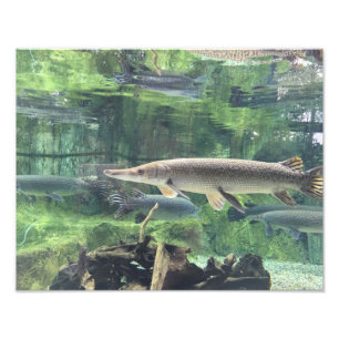 Impression Photo Pike fish