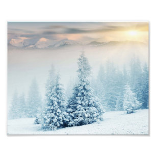 Impression Photo Pin Arbre En Neige