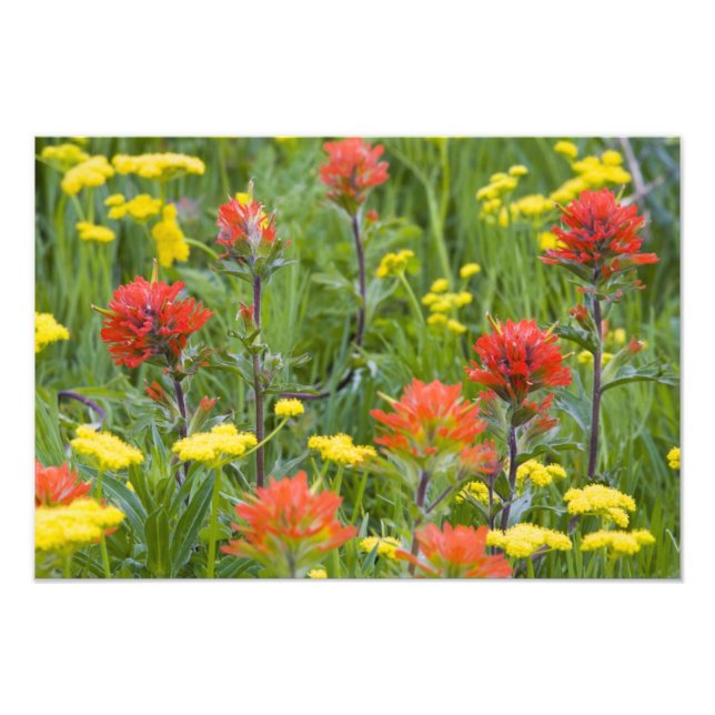 Impression Photo Pinceau indien et wildflowers de biscuitroot (Devant)