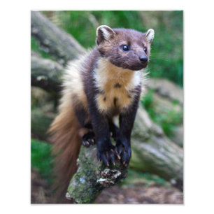 Impression Photo Pine Marten Imprimer