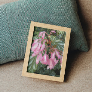 Impression Photo Pink Angel Wing Begonia Flowers Floral