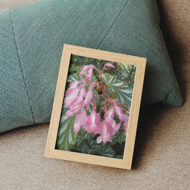 Impression Photo Pink Angel Wing Begonia Flowers Floral (In Situ Framed)