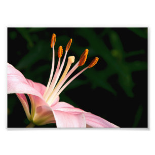 Impression Photo Pink Asiatic Lily Closeuse