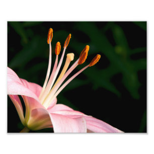 Impression Photo Pink Asiatic Lily Closeuse