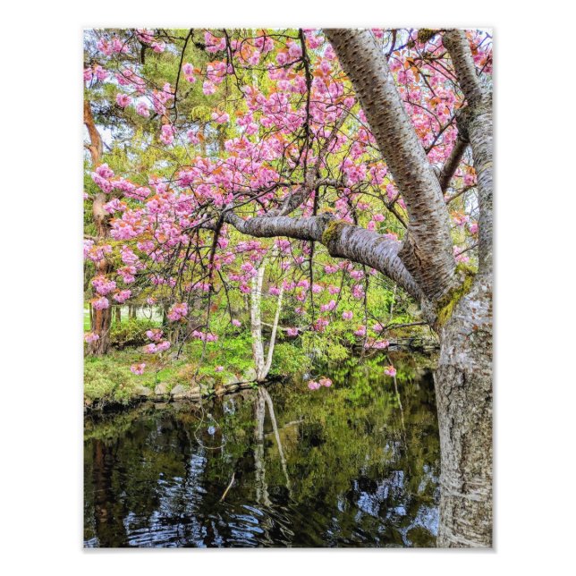 Impression Photo Pink Cherry Blossoms Alongside Pond (Devant)