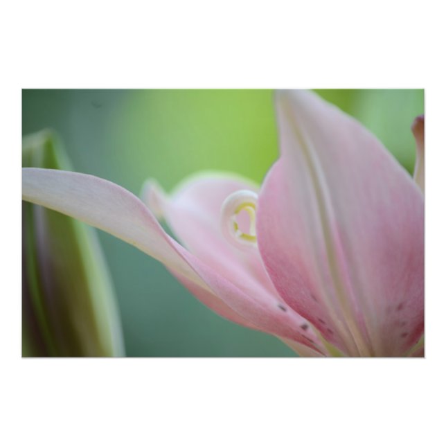 Impression Photo Pink Lily par Shirley Taylor (Devant)