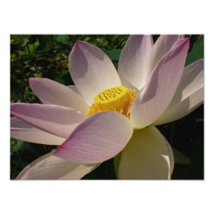 Impression Photo Pink Lotus Flower III Summer Floral