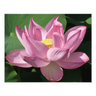 Impression Photo Pink Lotus Flower IV