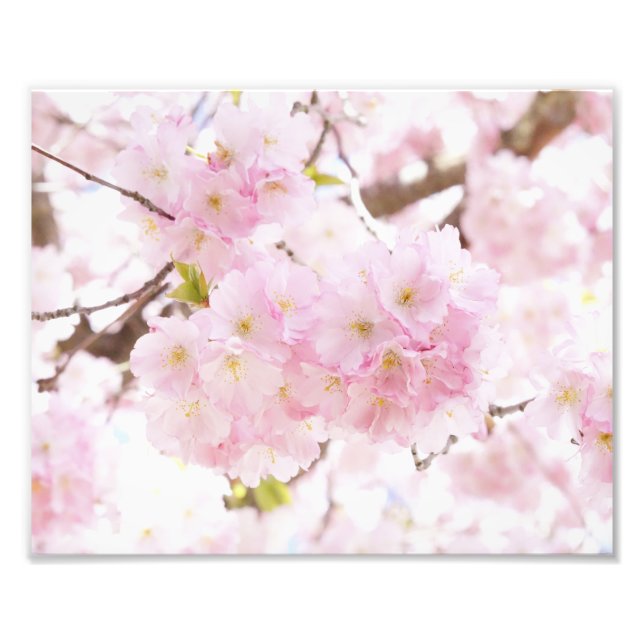 Impression Photo Pink Tree Sakura Cherry Blossom (Devant)