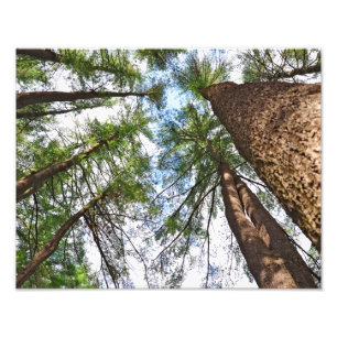 Impression Photo Pins Arbres Vers le Ciel