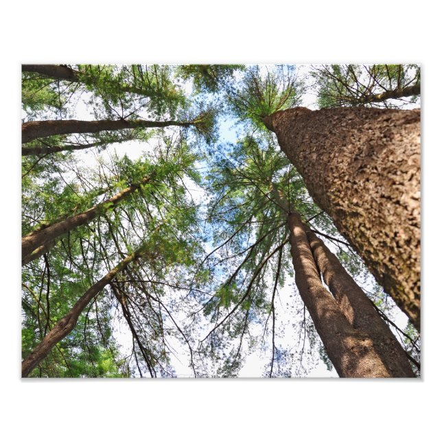 Impression Photo Pins Arbres Vers le Ciel (Devant)