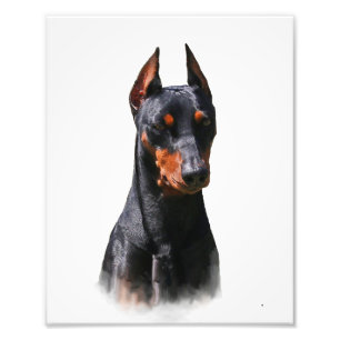 Impression Photo Pinscher allemand