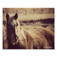 Pinto Pony