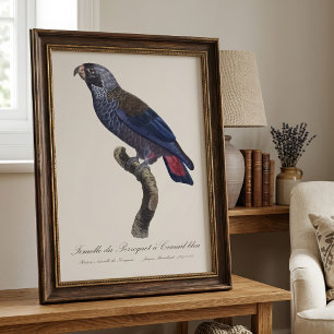 Impression Photo Pionus fuscus, ou Pion gris-perle ou Pionus sombre
