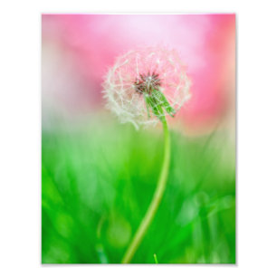 Impression Photo Pissenlit au printemps