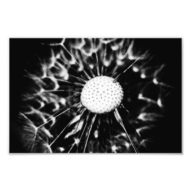 Impression Photo pissenlit blacq (Devant)