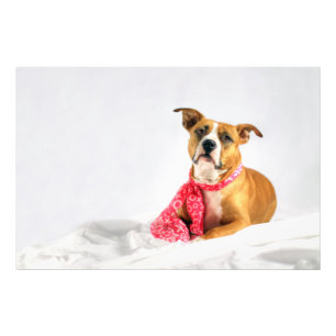 Impression Photo Pit Bull Puppy Love in Pink XOXO