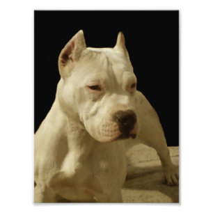 Impression Photo Pitbull blanc Terrier