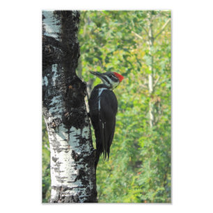Impression Photo Pivert de Pileated