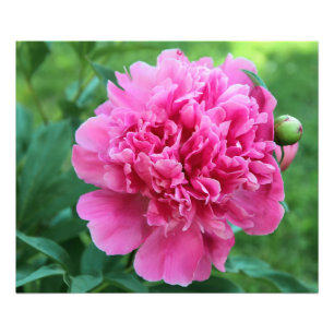 Impression Photo Pivoine rose