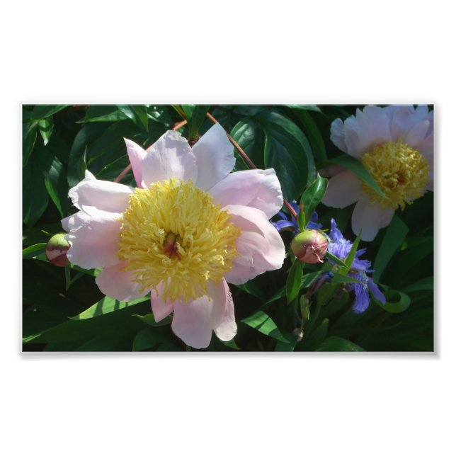 Impression Photo Pivoines roses et jaunes Belle flore (Devant)