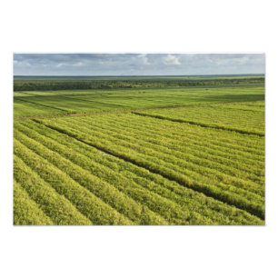 Impression Photo Plantations de canne à sucre, Guyana