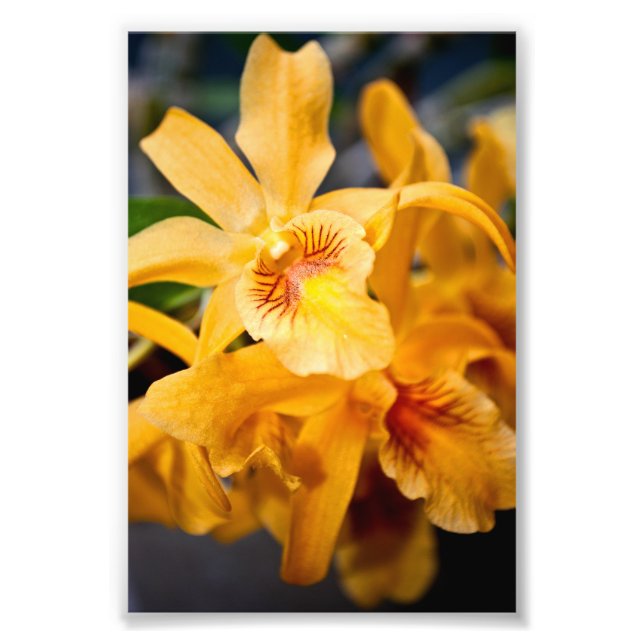 Impression Photo Plante de fleurs d'orchidées jaunes (Devant)