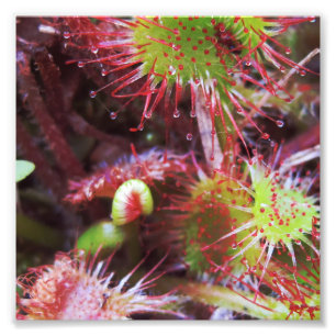 Impression Photo Plante Drosera rotundifolia
