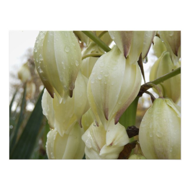 Impression Photo Plante du Yucca (Devant)