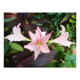 Impression Photo Plante Fleur Amaryllis Dans Le Jardin