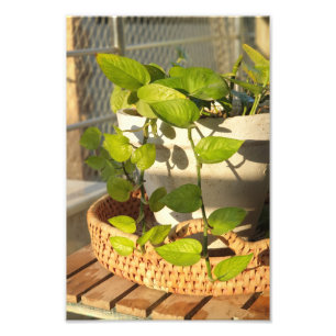 Impression Photo Plante monétaire