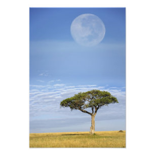 Impression Photo Pleine lune au-dessus des acacias, Masai Mara,