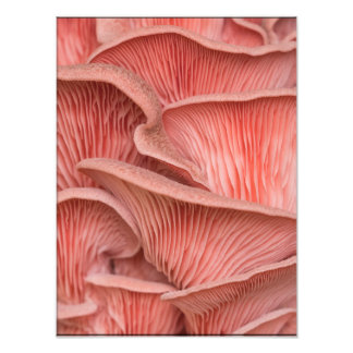 Impression Photo pleurotes roses