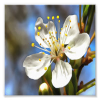 Plum Blossom Art Botanique