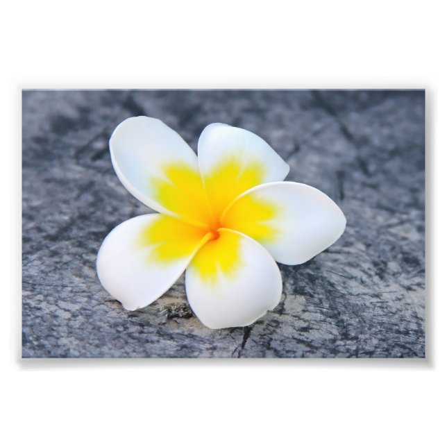 Impression Photo Plumeria (Devant)