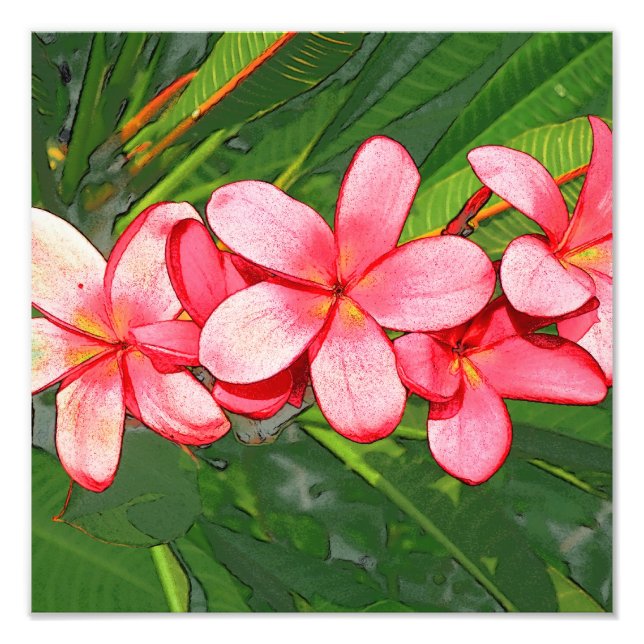Impression Photo Plumeria (Devant)