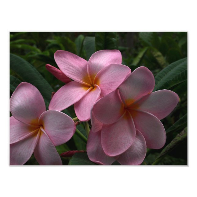 Impression Photo Plumeria fleurit (Devant)