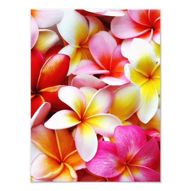 Impression Photo Plumeria Frangipani Hawaii Fleur Customisée (Devant)