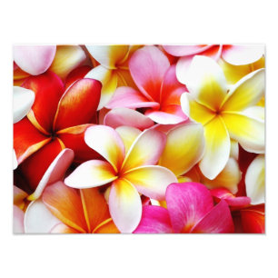 Impression Photo Plumeria Frangipani Hawaii Fleur Customisée
