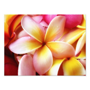 Impression Photo Plumeria Frangipani Hawaii Flower Customized Blank