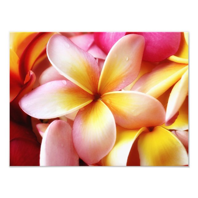 Impression Photo Plumeria Frangipani Hawaii Flower Customized Blank (Devant)