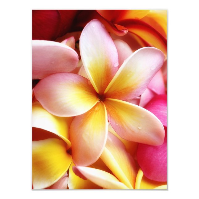 Impression Photo Plumeria Frangipani Hawaii Flower Customized Blank (Devant)