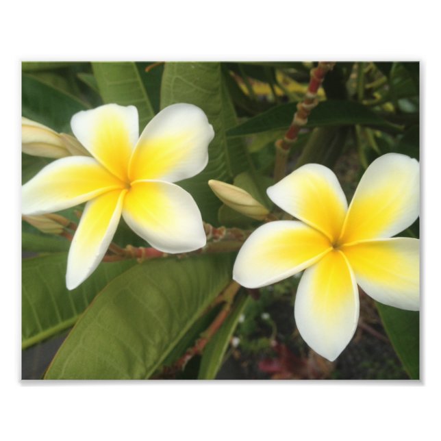 Impression Photo Plumeria jaune (Devant)