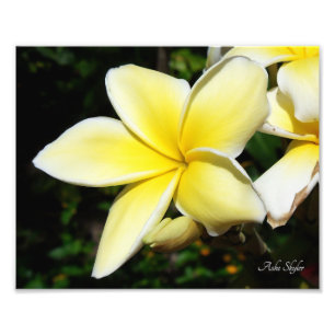 Impression Photo Plumeria jaune