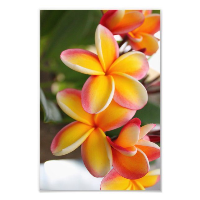 Impression Photo Plumeria rouge et jaune 2 (Devant)