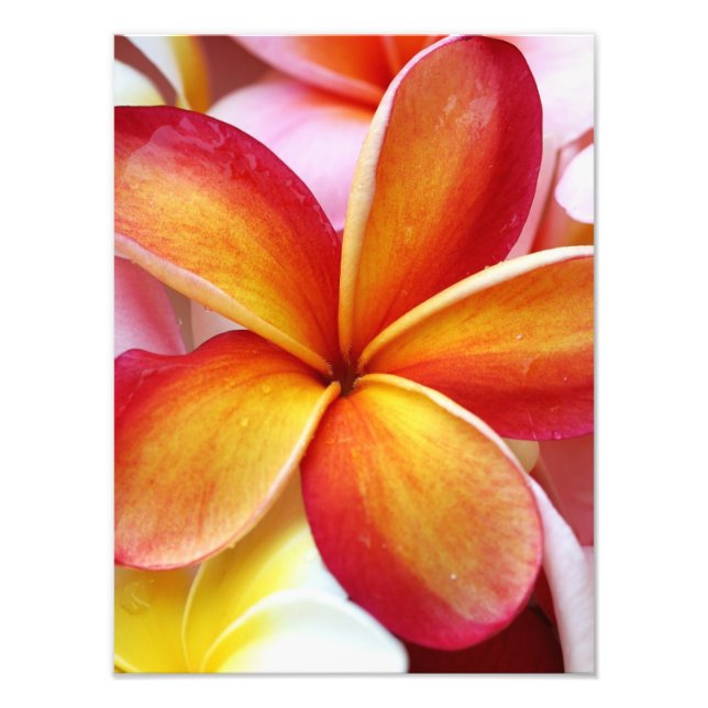 Impression Photo Plumeria rouge jaune Frangipani Fleurs Hawaii (Devant)